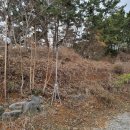 안면도덤앤더머 이미지