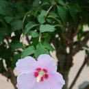 화성무궁화 이미지