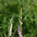 난초목장 이미지