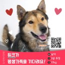 듀크/남아/3살 이미지