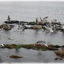 영어조합법인 바다의 아침 이미지