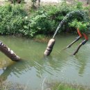 남근농장 이미지