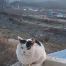 포항동물약국 이미지