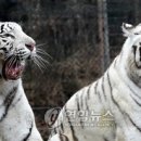 고양메디 이미지