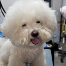 도그미용실 이미지