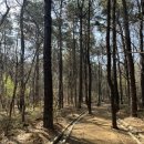 대모산/구룡산 가벼운 등산 등린이 추천코스 (맨발걷기, 서울둘레길 4코스) 돌고 구룡역 ‘개포분식’ 먹기