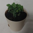 페퍼민트 이미지