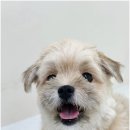 반려담 네이버블로그