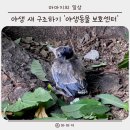 경남야생동물구조센터 | 야생에서 만난 물까치 새끼 새 구조하기 &#39;야생동물 보호 센터&#39;