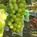 진아농장 이미지