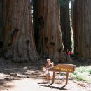 자이언트포레스트 이미지