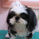 포동펫살롱 이미지