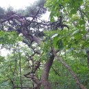 죽산삼거리~우석대연수원 | 경기둘레길 안성 41코스(금강호수~청룡사)-청룡사 방향에서 진행하다 길 잃어 금강호수 시작, 금강호수...