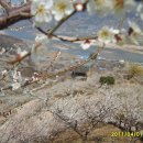 花기 애애한 꽃구경~ 매화마을 + 산수유마을 이미지