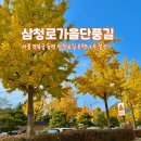 서울 은행나무 단풍 명소 경복궁 삼청동길 후기