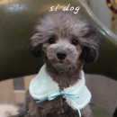 에스엘 독 이미지