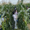 인천계양초 이미지