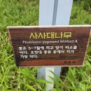 사사대나무(김천구미) 이미지