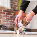 구산동 강아지 이미지