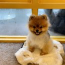 망원휴개소 이미지