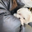 제니스펫 | 강아지분양 부산 부산진구 양정동 제니스펫 위치 가격 후기