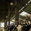 두레목장 이미지