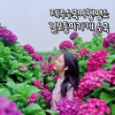 길모퉁이 - 광명시 오리로619번길 12-1 | 제주수국여행 수국명소 길모퉁이가게 수국후기