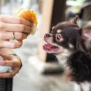 24시 폴 동물병원 이미지