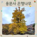 용문산관광지(주차장화장실) | 가을 절정, 용문사 천년 은행나무｜실시간 주차팁과 단풍 명소 후기