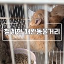 청계천 애완동물거리 위치 및 방문 후기