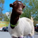 염소사랑농장 이미지