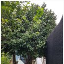 매물농산