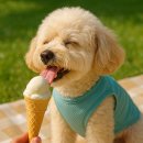 🍦 반려동물도 즐길 수 있는 시원한 여름 간식,펫 아이스크림 완전정복!