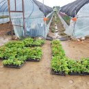 상송리 경로당 이미지