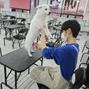 여수애견미용 학원 취업부터 창업까지 총정리