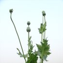 대마초 (大麻草 cannabis Cannabis sativa) 이미지