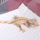비디비렙타일