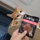 (주)플랜씨야 | 고양이습식추천 뉴트리플랜 하루영양주식 급여해 본 솔직후기