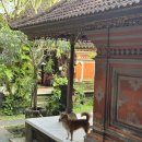 클래스병원 | 🇮🇩발리2주여행(4) 우붓 - 쿠킹클래스, 발리밸리 병원후기 ubud clinic, 클라우드나인