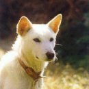 고Dog Daum카페