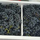 해솔농장 이미지