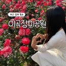 이곡 | 5월 대구 가볼만한곳 이곡장미공원 축제후기 주차장