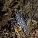 소쩍새 Oriental Scops Owl 중국에서 야간에 이미지