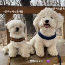 꼬맹이네 멍발소 이미지