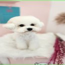 이쁘개몽 이미지