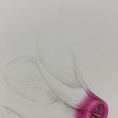 기초 보태니컬아트 이미지