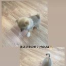 헬로멍멍 이미지