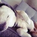 고기먹방 이미지