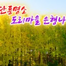 도리마을 숲 이미지