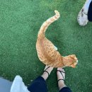 로스터리카페순 | 공주 여행 한적한 대형카페 바티안 로스터리 고양이 카페 내돈내산 후기